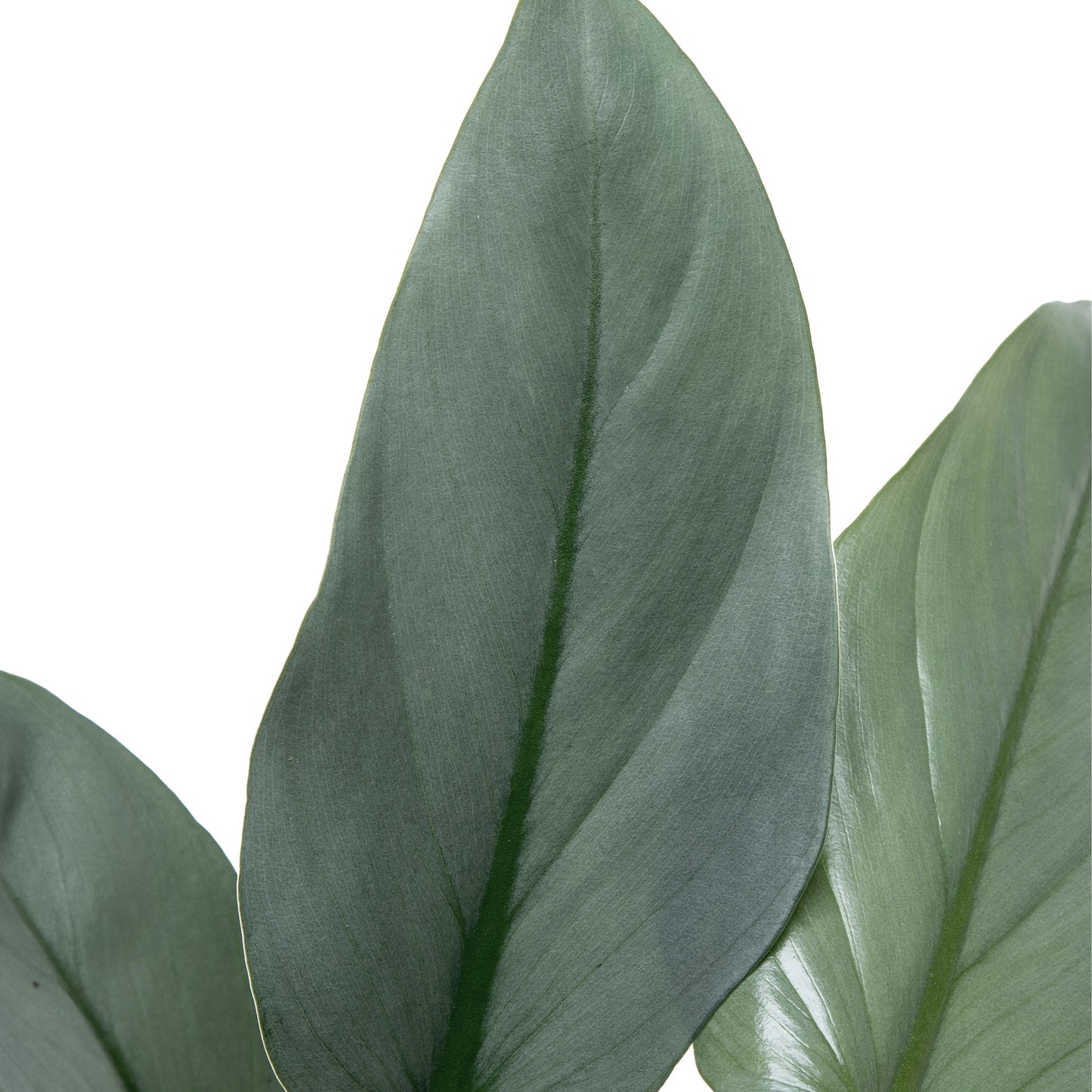 Philodendron Grey | Tr.84 - 1PP Cult Tej