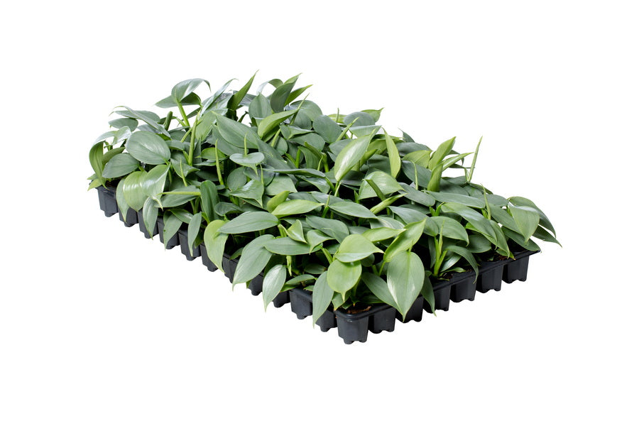 Philodendron Grey | Tr.84 - 1PP Cult Tej