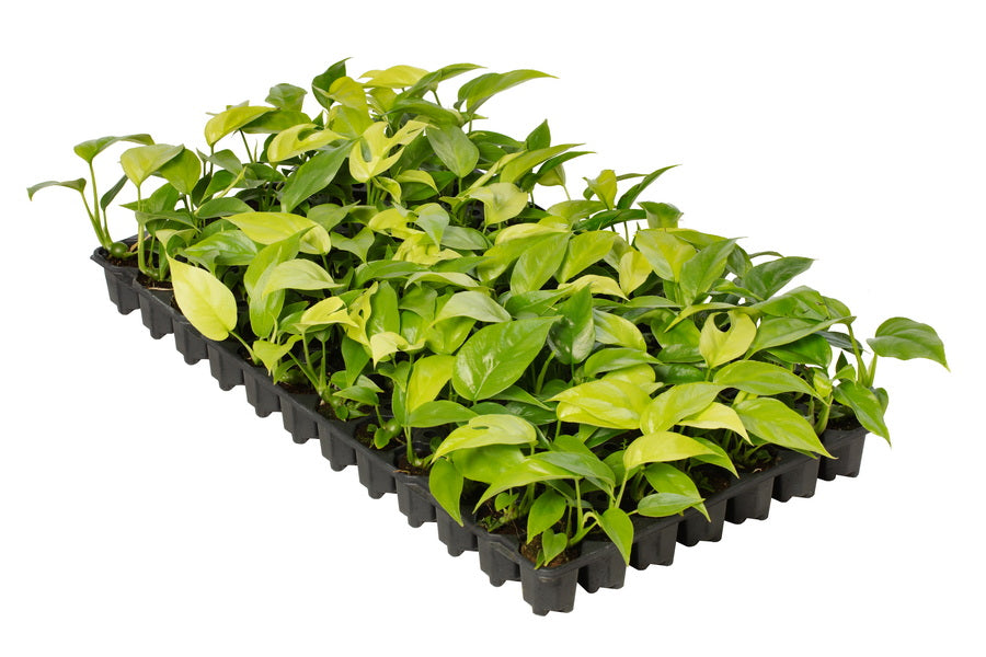 Philodendron Minima | Tr.84 - 1PP Cult Tej