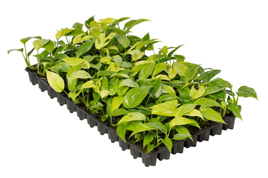 Philodendron Minima | 5 cm plug 50/tray