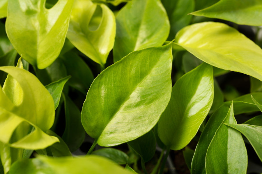 Philodendron Minima | Tr.84 - 1PP Cult Tej