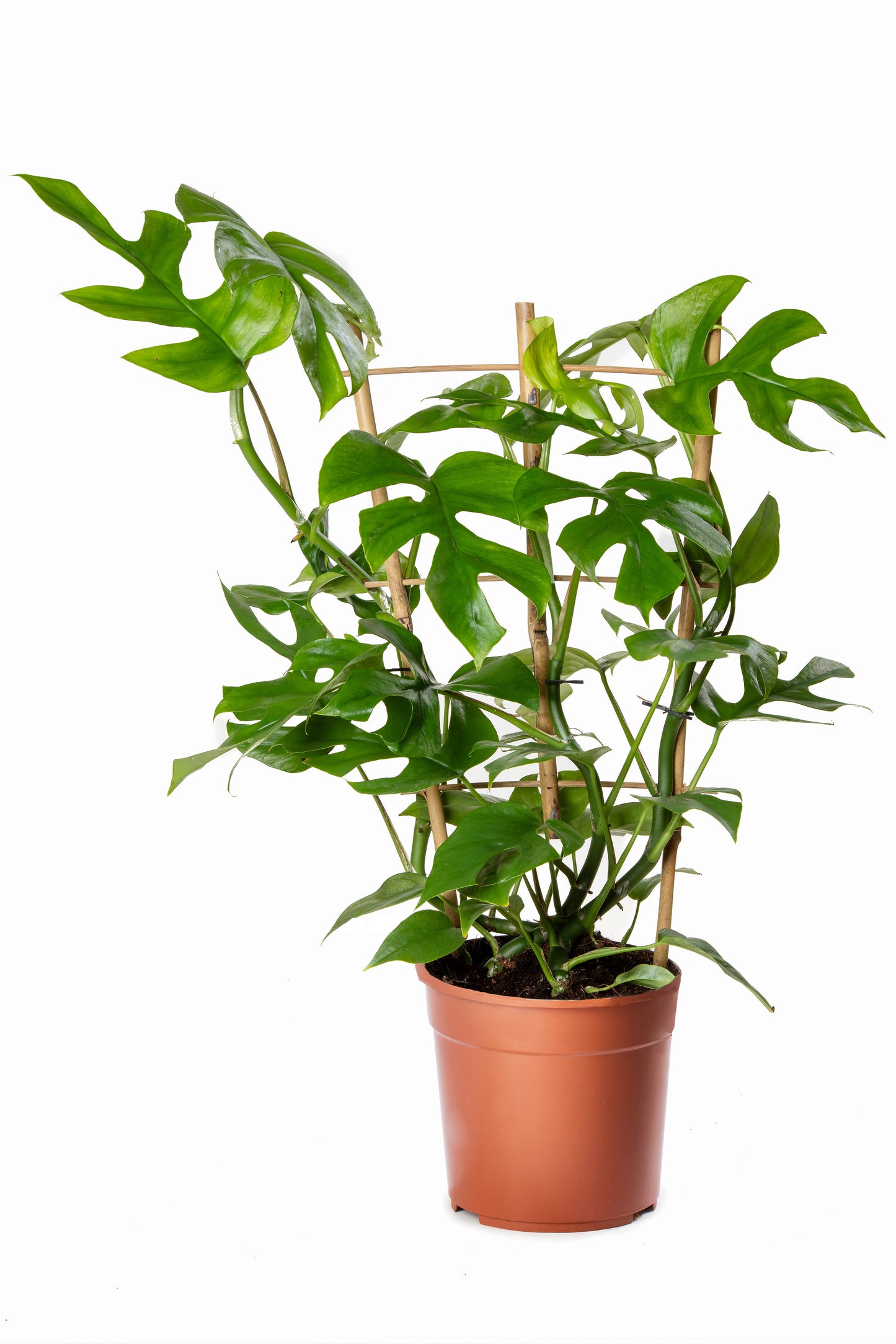 Philodendron Minima | 5 cm plug 50/tray