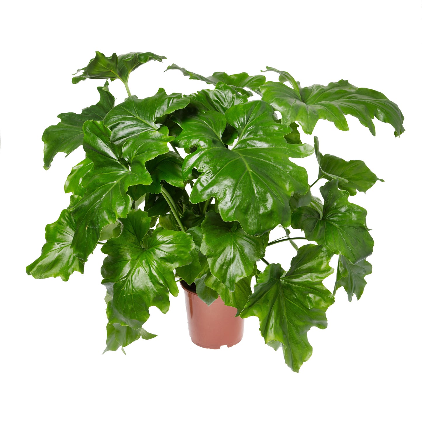 Philodendron selloum | Tr.66 - 5+ semillas