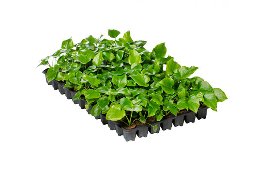 Philodendron selloum Hope | 5 cm plug 50/tray