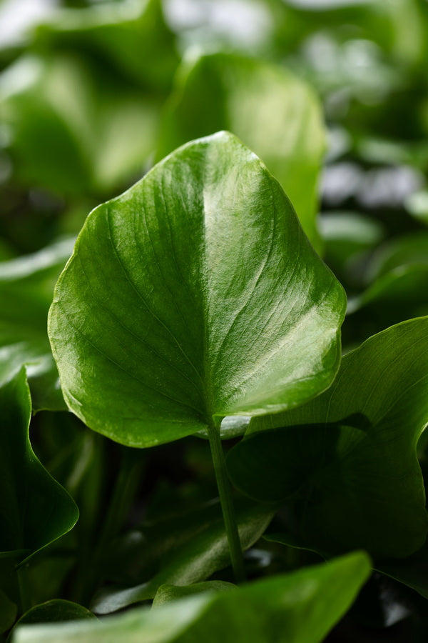 Philodendron selloum Hope | 5 cm plug 50/tray