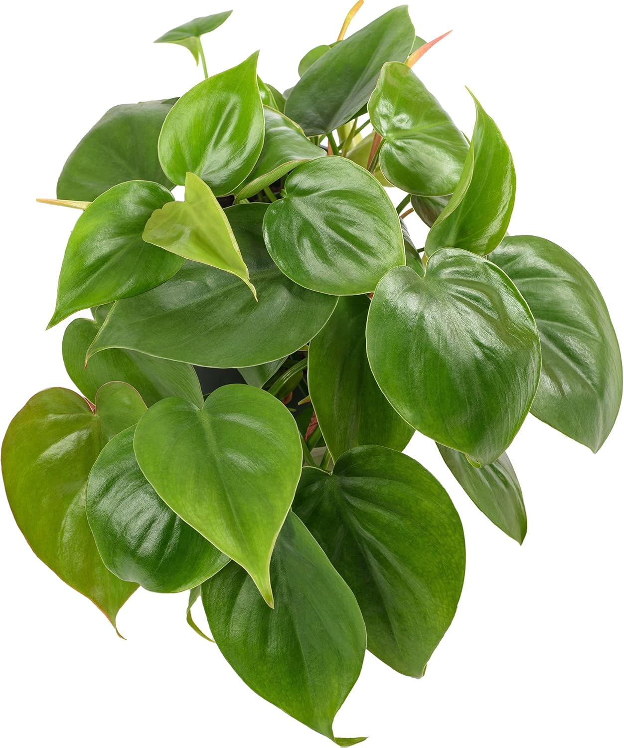 Philodendron scandens 5 PB