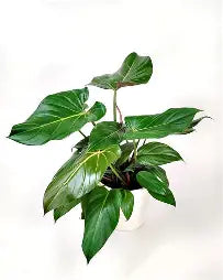 Philodendron Summer Glory [p] | 5 cm plug 50/tray