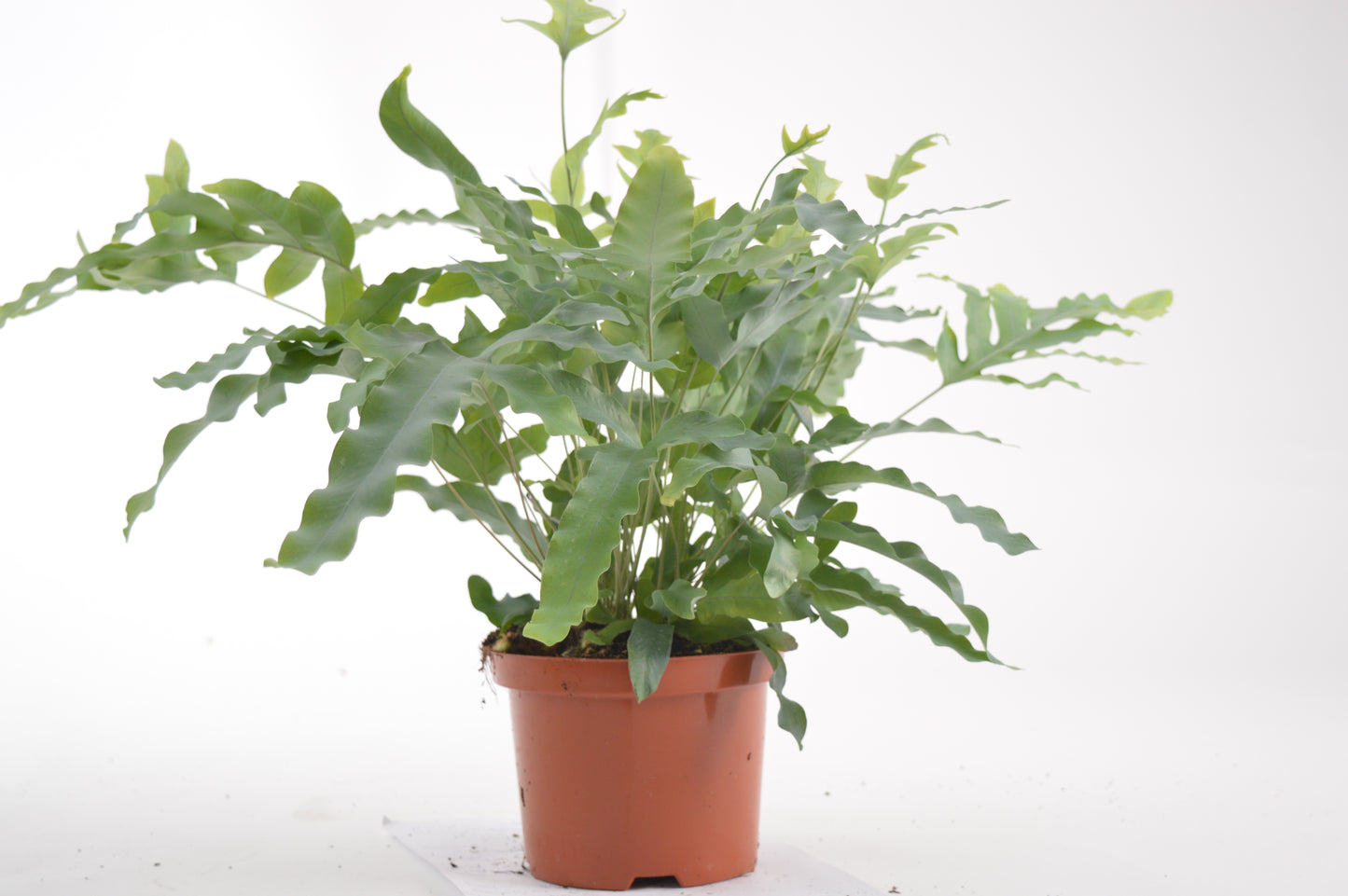 Phlebodium Blue Star (zaai) tray 104