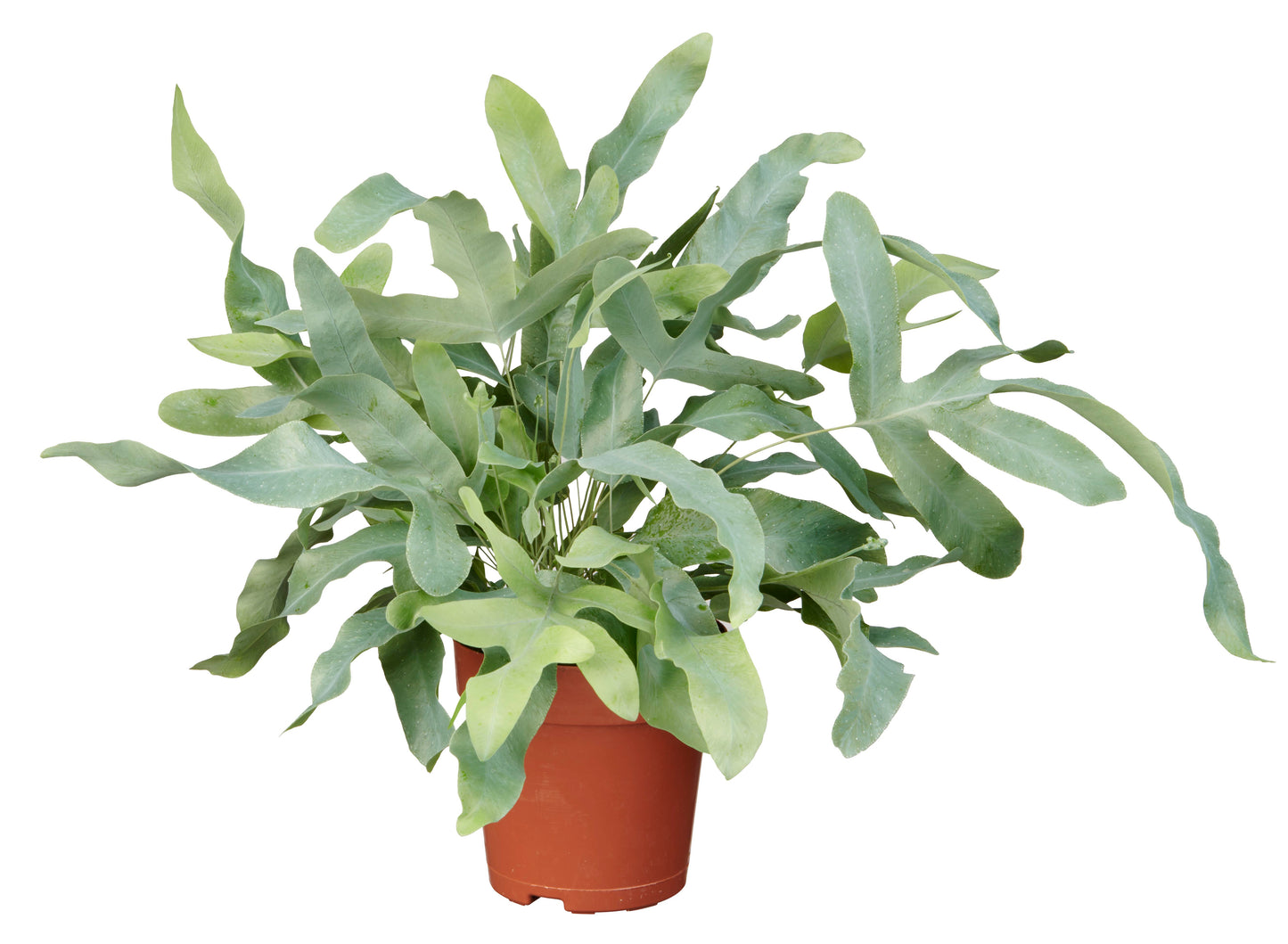 Phlebodium aureum 'Areolatum' tray 150