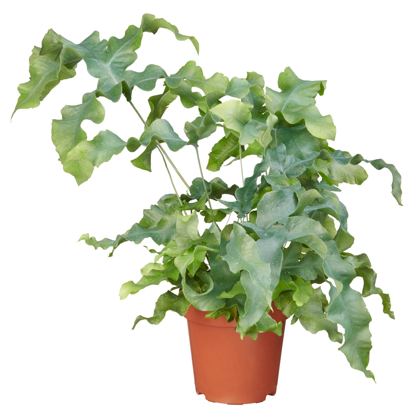 Phlebodium aureum 'Mandaianum' tray 252