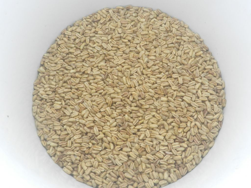PHOENIX roebelenii Dwarf Date Palm | SDS  -  1000 Pcs