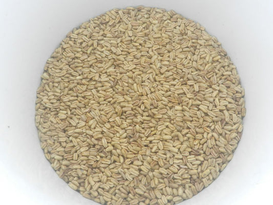 PHOENIX roebelenii Dwarf Date Palm | SDS  -  1000 Pcs