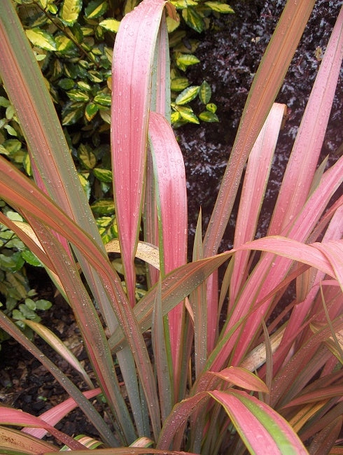 Formium Jester Phormium 'Jester'- 7cm plug – Ibero Plant Spain