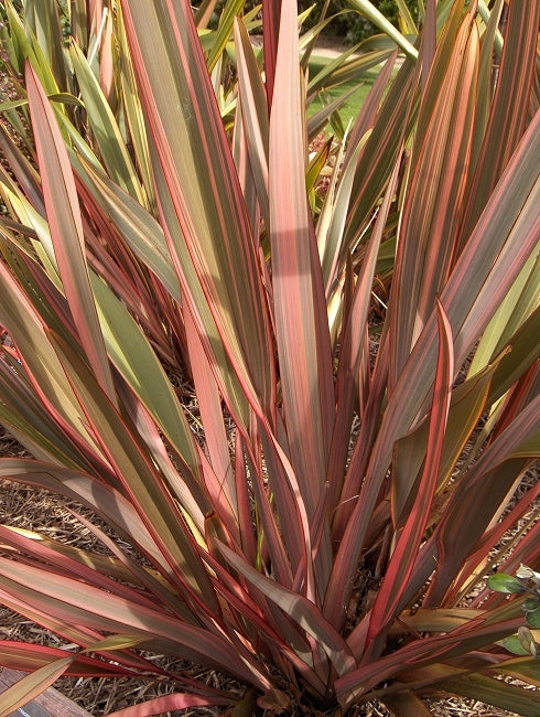 Phormium 'Rainbow Queen'- 7cm plug