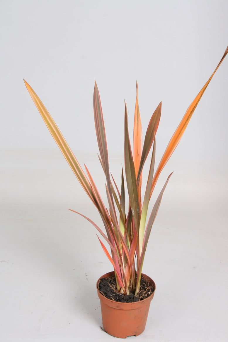 Phormium 'Sundowner'- 7cm plug