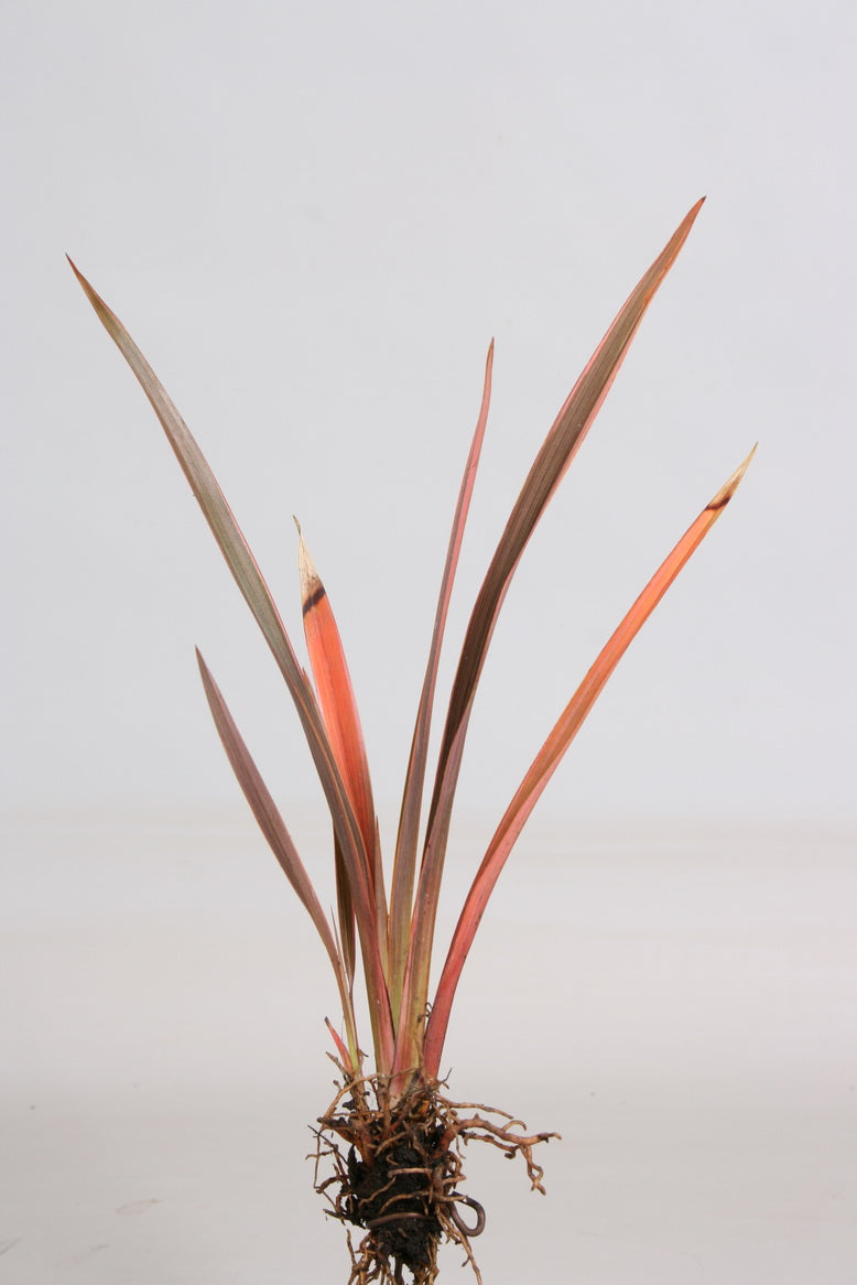 Phormium 'Sundowner' - Raiz desnudo