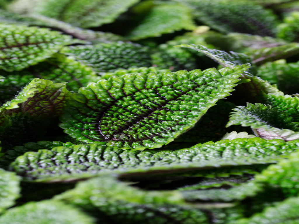 Pilea Moon Valley | Tr.51 - 1PP Cuttings