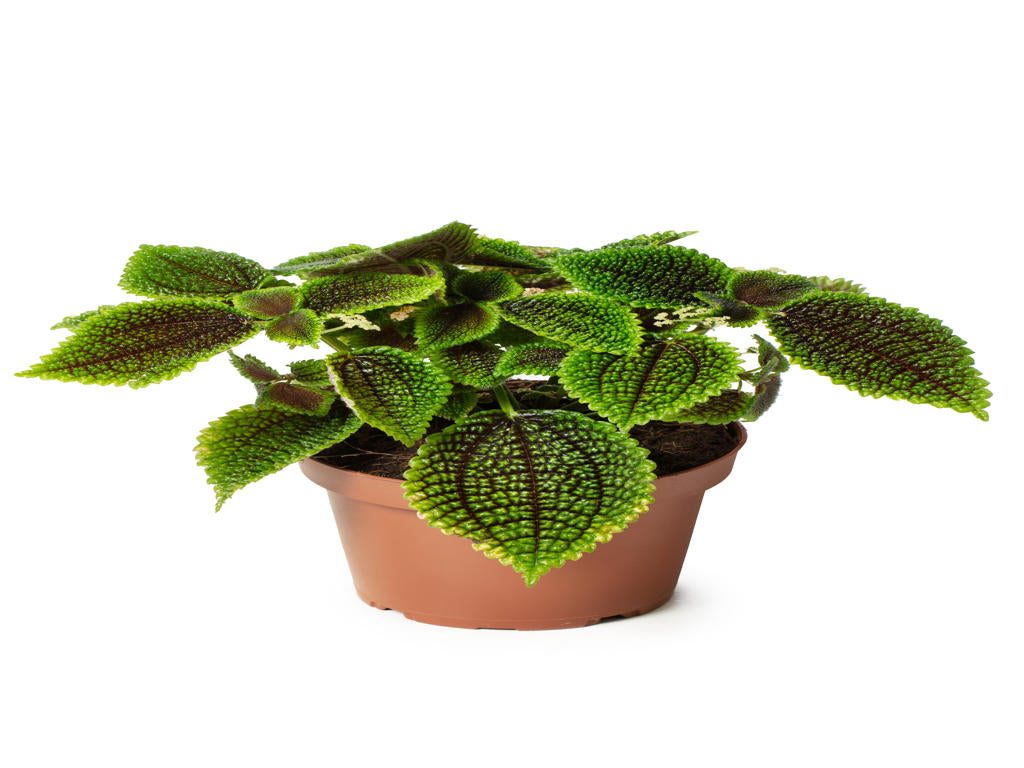 Pilea Moon Valley | Tr.51 - 1PP Cuttings