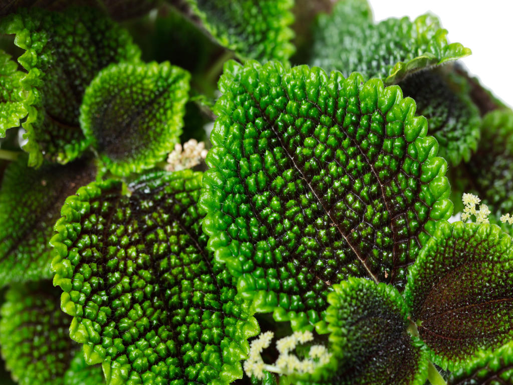 Pilea Moon Valley | Tr.51 - 1PP Cuttings