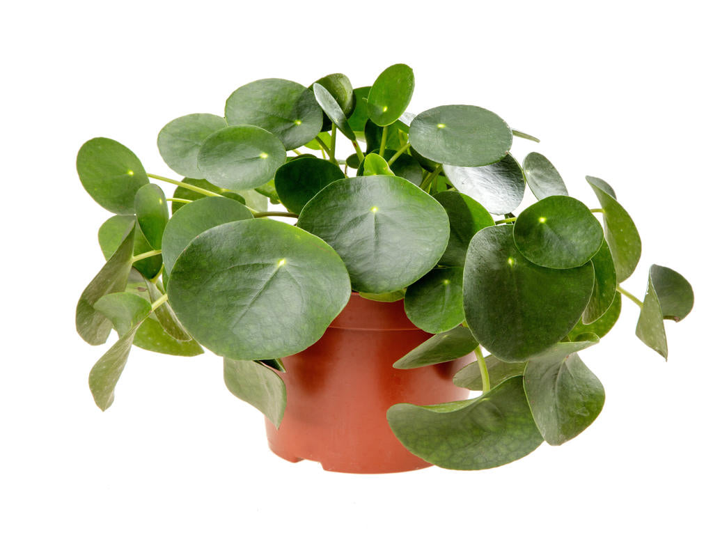 Pilea peperomioides | Tr.51 - 1PP Cuttings