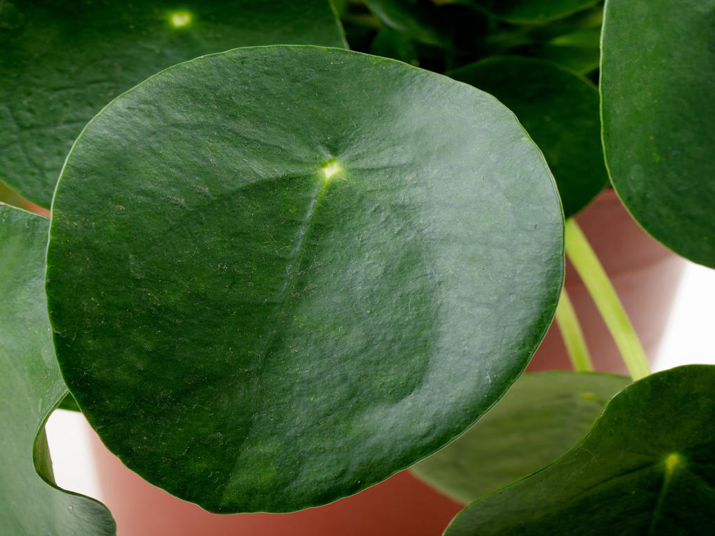 Pilea peperomioides | Tr.51 - 1PP Cuttings