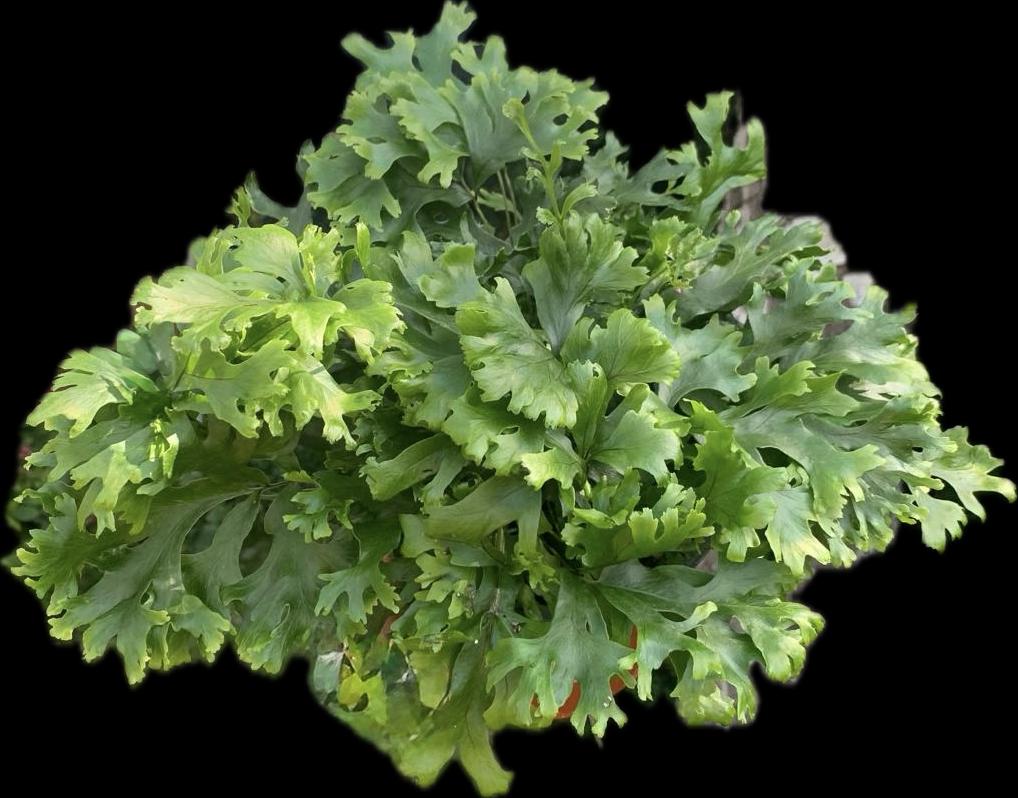 Polypodium fallax tray 60