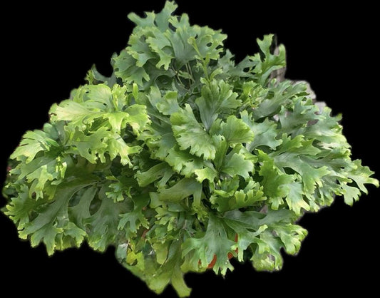 Polypodium fallax tray 60