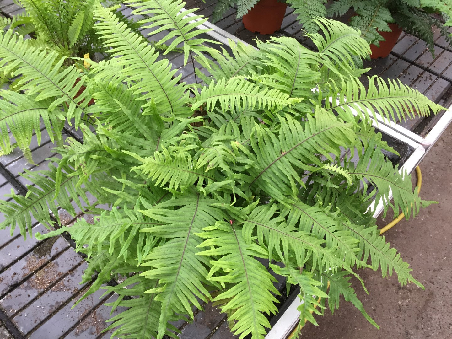 Polypodium formosanum tray 60