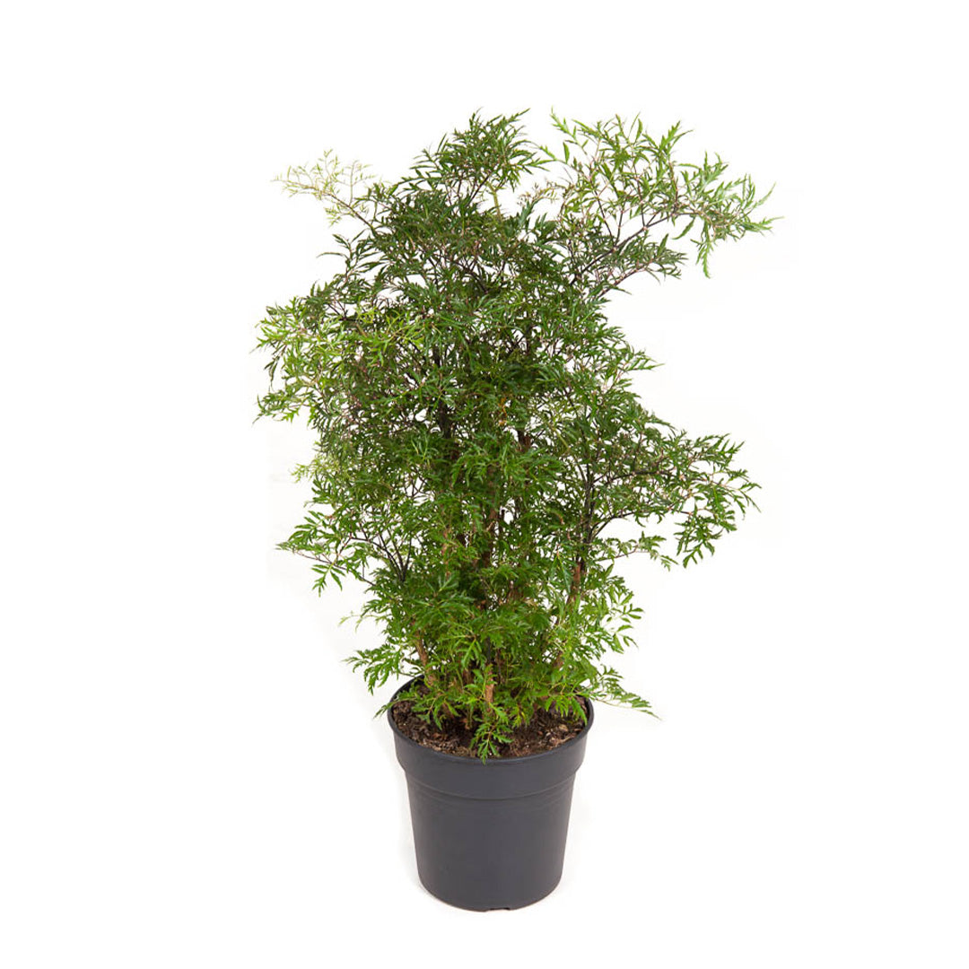 Polyscias fruticosa 'Hawain Ming' CHRT 8"