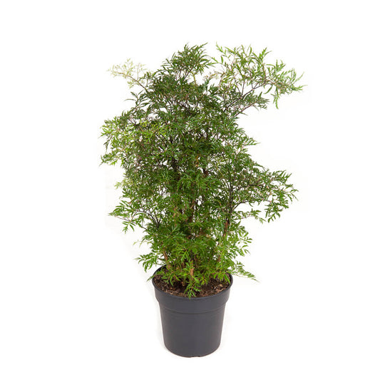 Polyscias fruticosa 'Hawain Ming' CHRT 8"