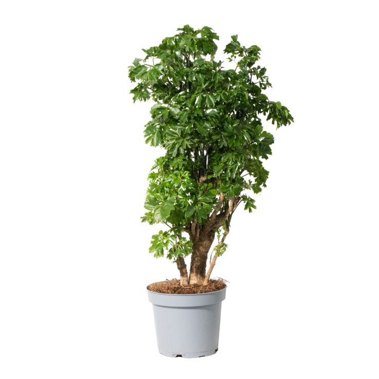 Polyscias fruticosa 'Roble' CHRT 8"