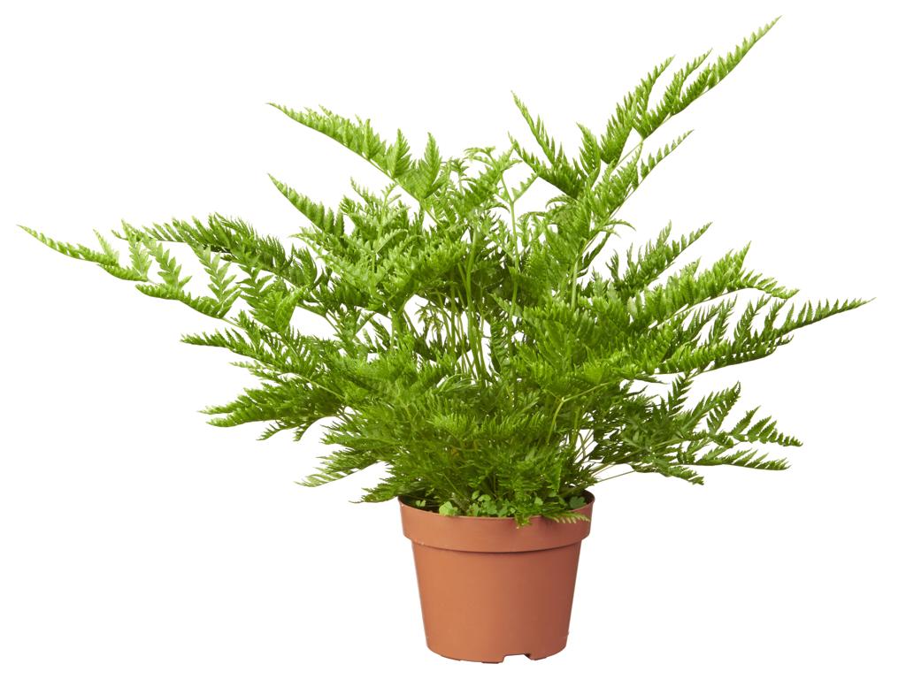 Pteris 'Stramina' tray 60