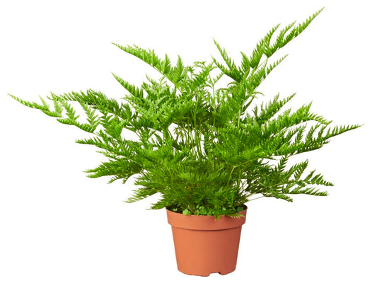 Pteris 'Stramina' tray 28