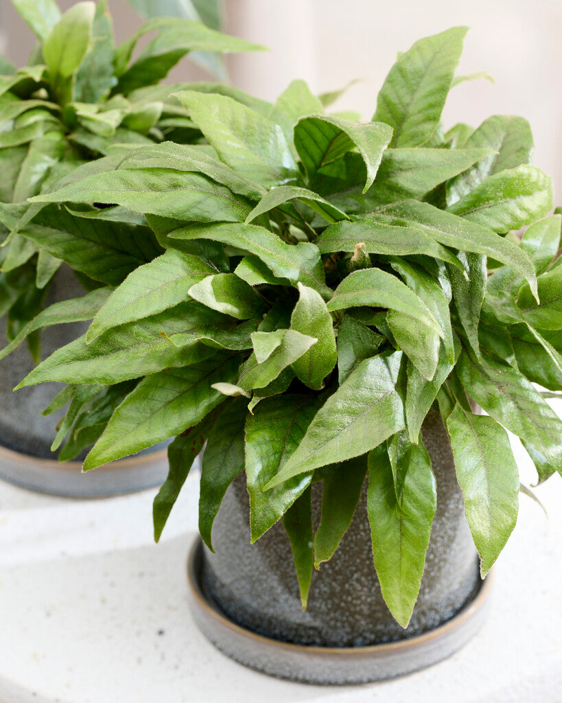 Pyrrosia Christii tray 252