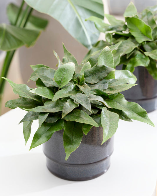 Pyrrosia lingua 'Yabane' tray 60