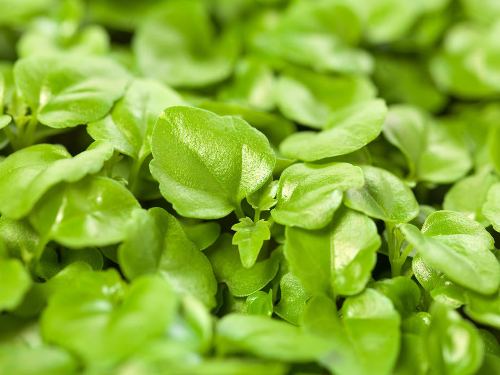 Radermachera sinica | Tr.112 - 5+ semillas