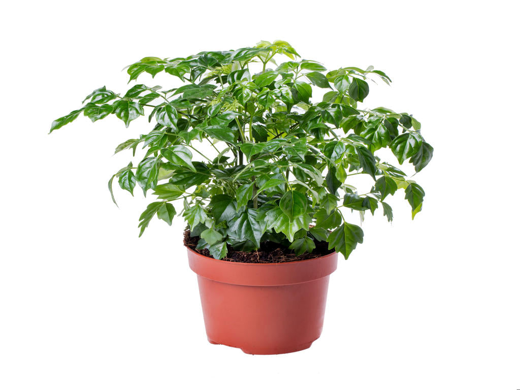 Radermachera sinica | Tr.112 - 5+ semillas