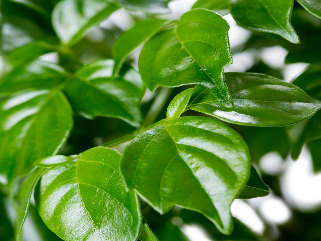 Radermachera sinica | Tr.112 - 5+ semillas