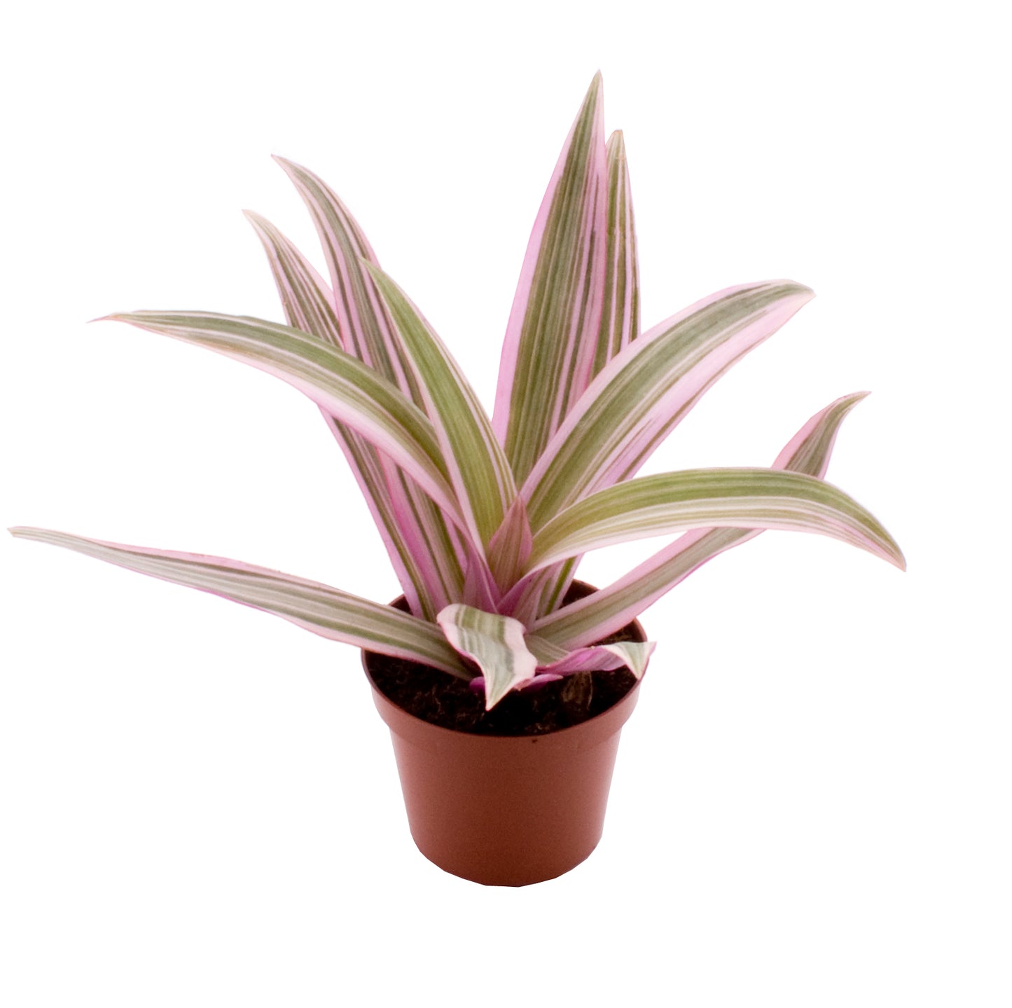 Rhoeo Spathacea Discolor Tricolor Compacta