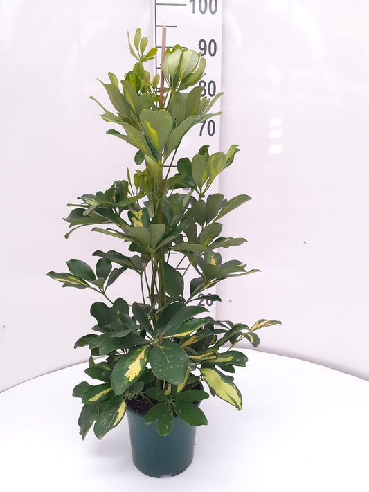 Schefflera Gold Capella | 6 cm plug 28/tray