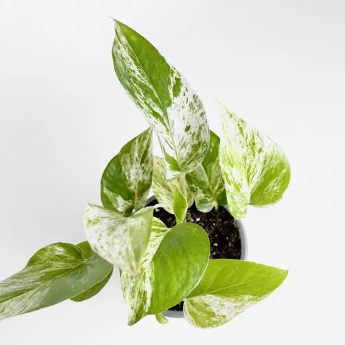 Scindapsus Marble Queen