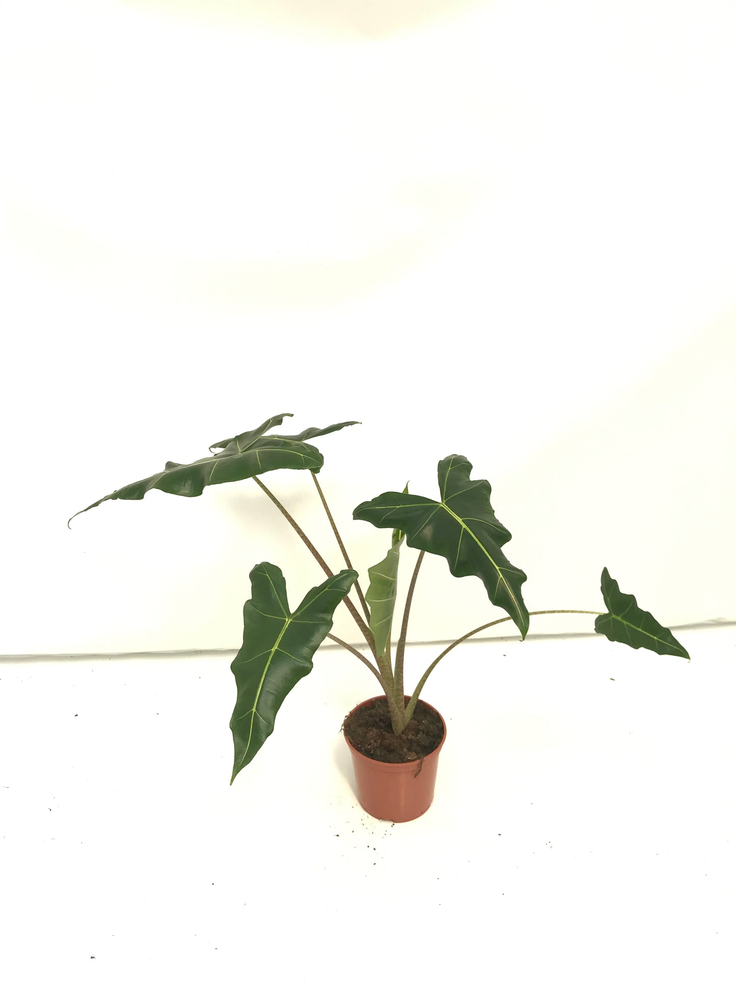 Alocasia Sarian |  5,5cm  - H,20cm