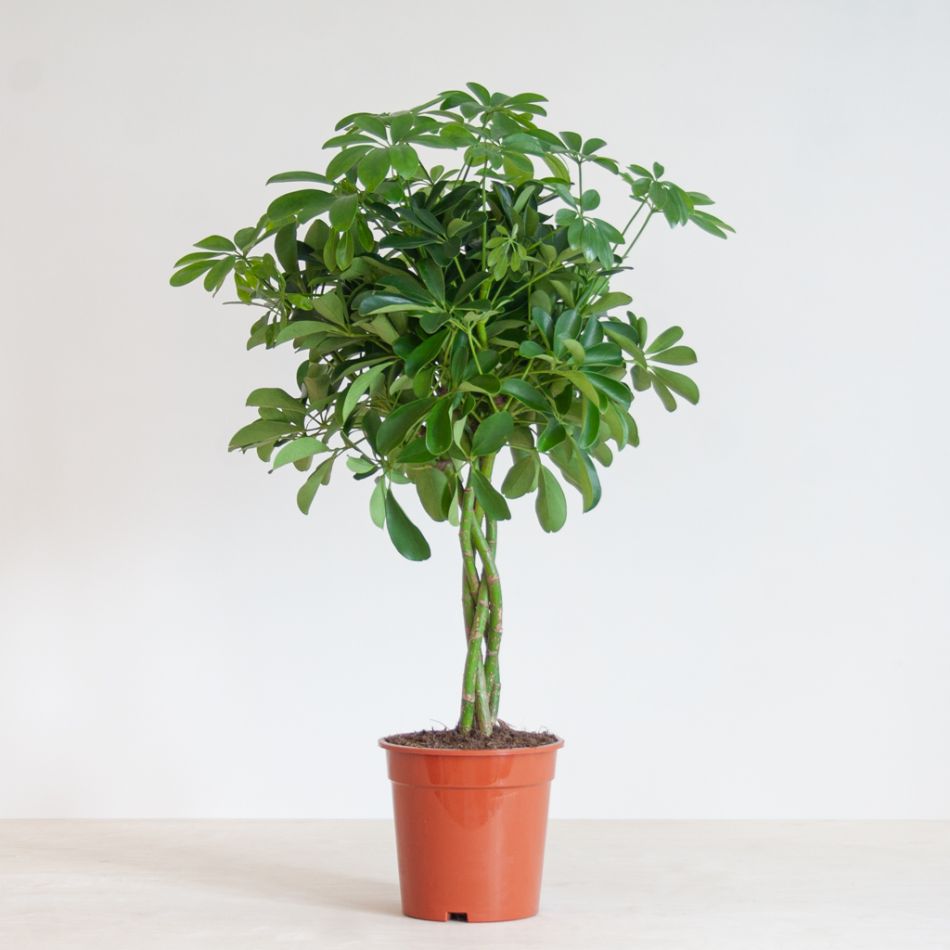 Schefflera arboricola 'Nora' 4 Braid