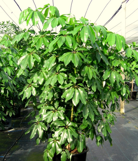 Schefflera Golden Amate | 5,5 cm plug 40/tray