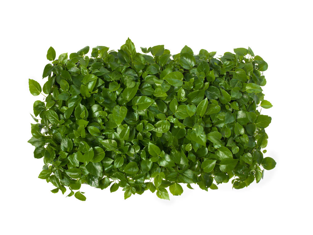 Schefflera actinophylla | Tr.112 - 5+ semillas