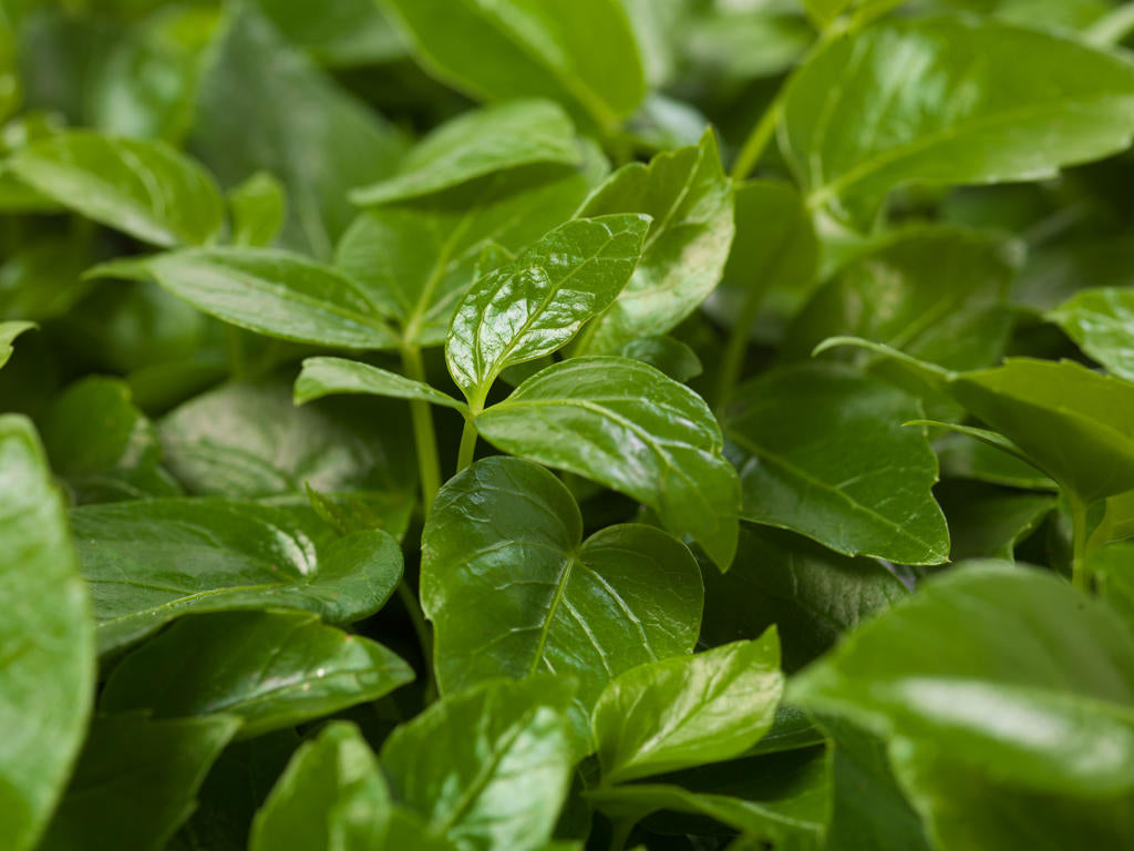 Schefflera actinophylla | Tr.112 - 5+ semillas