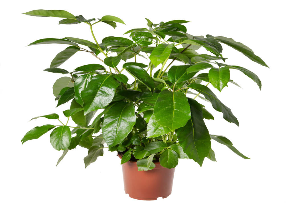 Schefflera actinophylla | Tr.112 - 5+ semillas