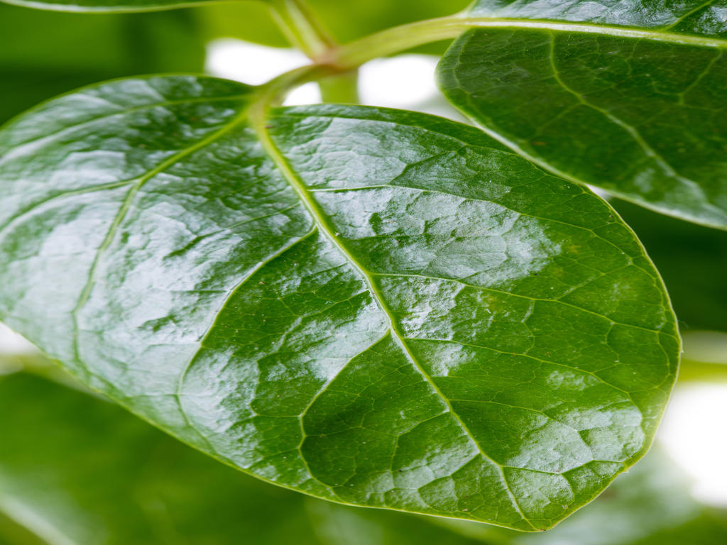 Schefflera actinophylla | Tr.66 - 5+ semillas