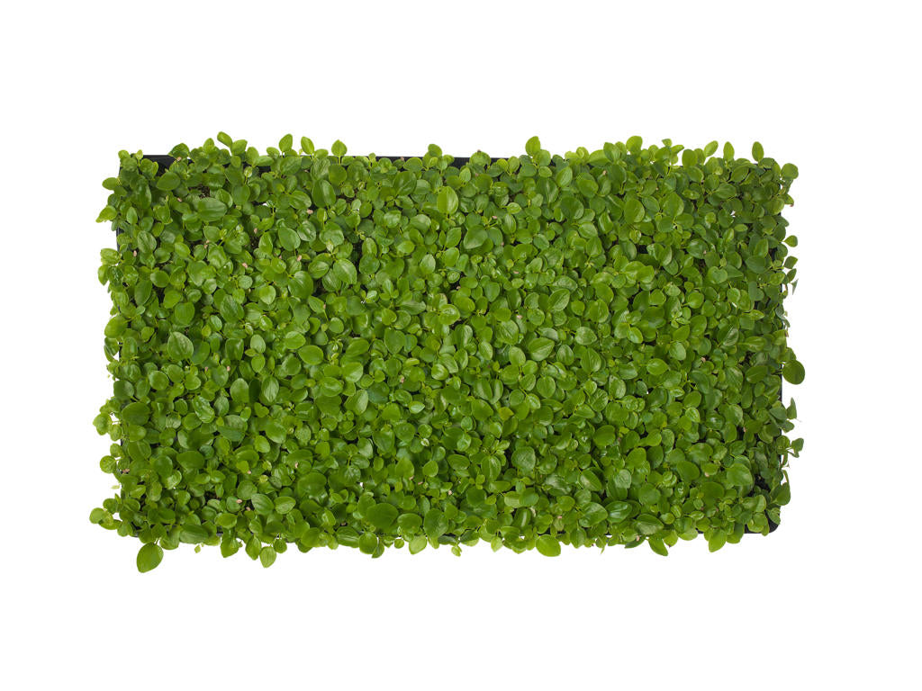 Schefflera arboricola | Tr.112 - 5+ semillas