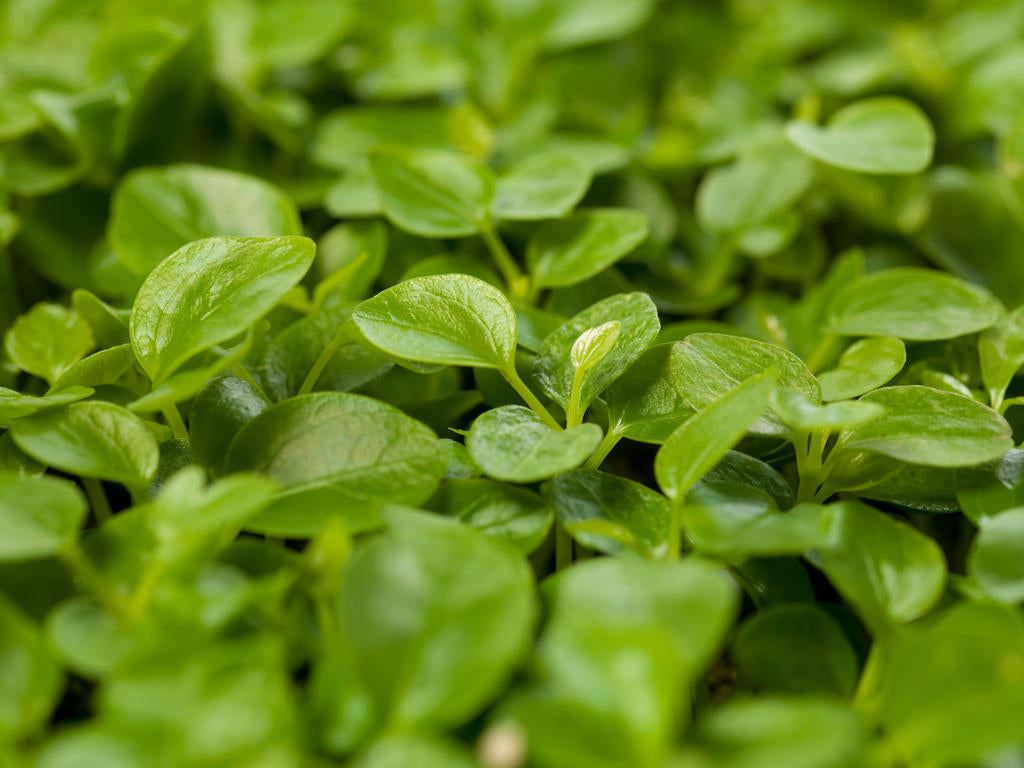 Schefflera arboricola | Tr.112 - 5+ semillas